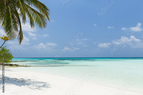 Coconut palm tree on Maldives island