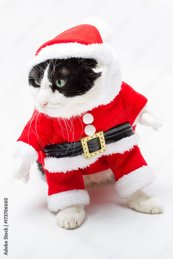Black and white cat in Christmas dress and Santa hat standing on studio white background,looking left. Christmas holiday concept in vertical. Black and white cat in Christmas dress and Santa hat standing on studio white background,looking left. Christmas holiday concept in vertical.