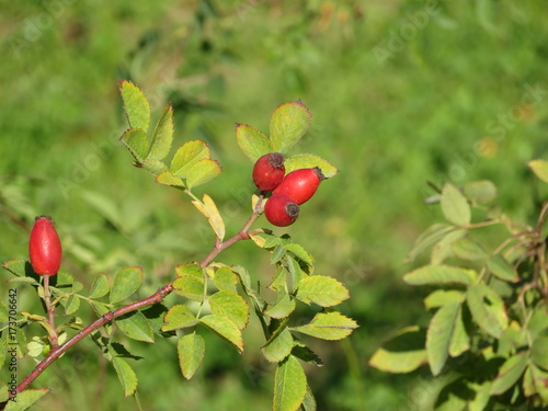 Ripe berries of briar on the nature background. Rosehip on the branch