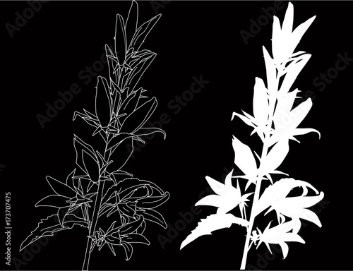 white sketch and silhouette of bluebell flower