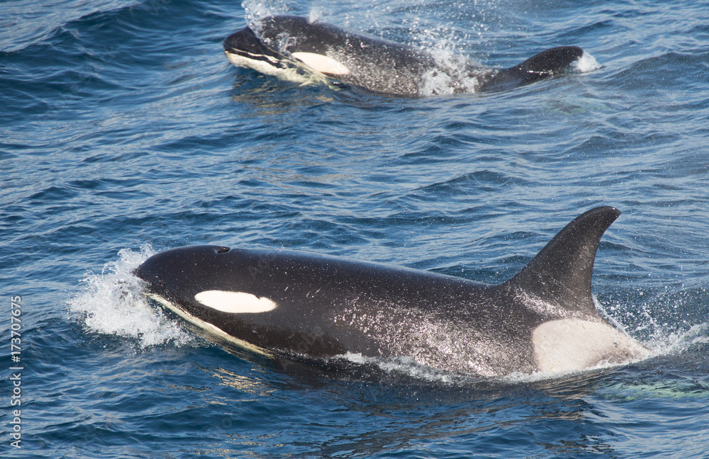 Fototapeta premium Orca, Russian Far East