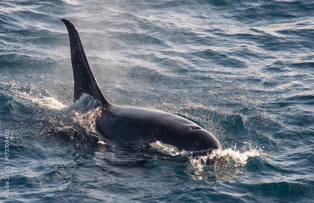 Obraz premium Orca, Russian Far East