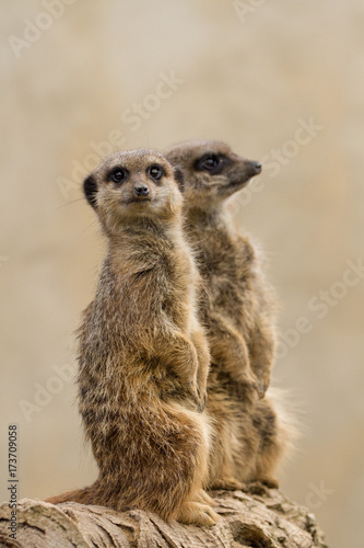 Beautiful Meerkat (suricate suricatta) Portrait with clean background