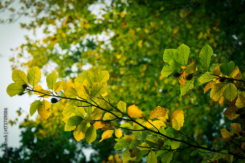 Leaves in trees during early autumn