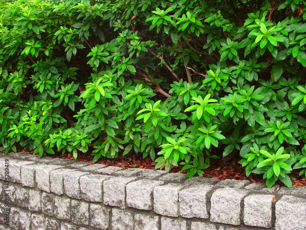 秋の公園の躑躅 秋の公園の躑躅