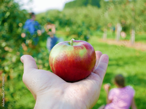 Autumnal apples picking. Autumn harvest in orchard.