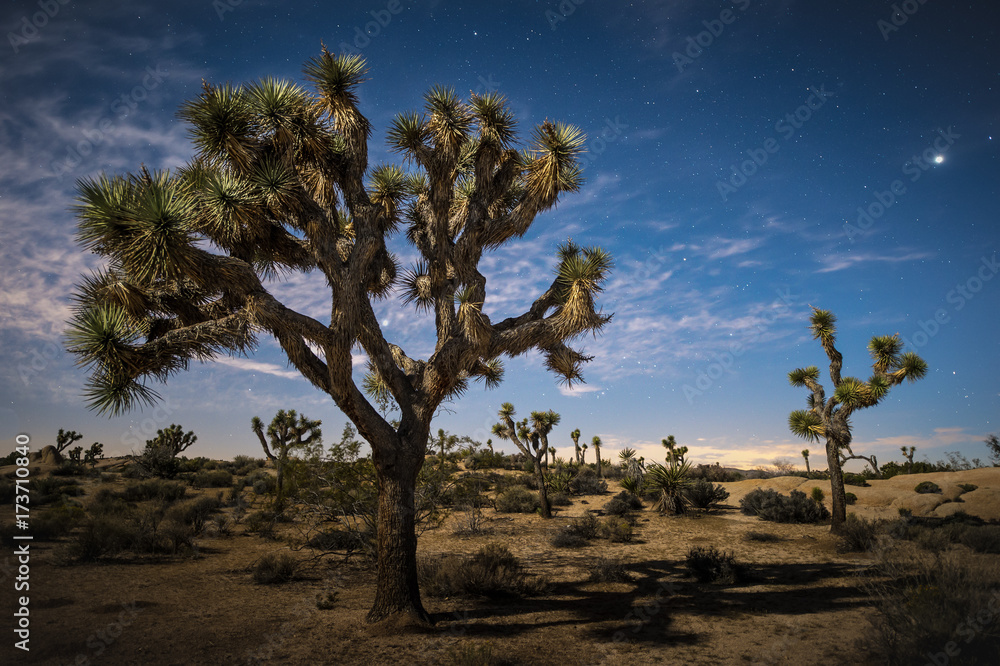 Obraz premium Moonlit Joshua Trees under starry skies in Joshua Tree National Park