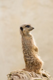 Beautiful Meerkat (suricate suricatta) Portrait with clean background