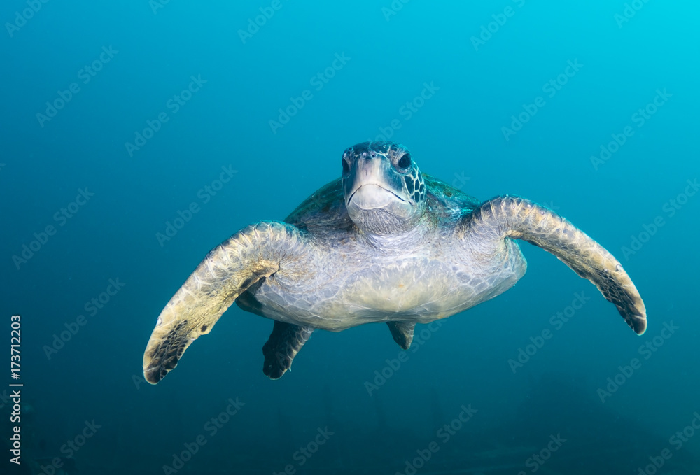 Obraz premium Sea turtle, Isla Santa Cruz, Galapagos Islands, Ecuador.