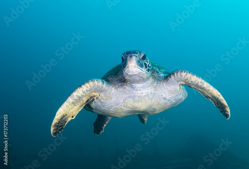 Sea turtle  Isla Santa Cruz  Galapagos Islands  Ecuador.