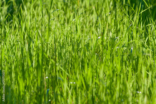 green grass as texture, background