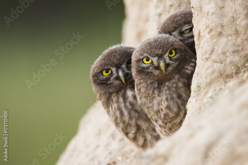 Little owl. Three owls looking out of their burrow. Athene noctua photo