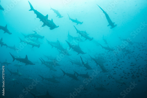 Scalloped hammerhead sharks, Darwin Island, Galapagos Islands, Ecuador.