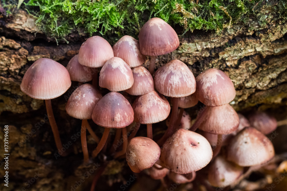 Mushrooms grow on a fallen tree in the Mushrooms grow on a fallen tree in the