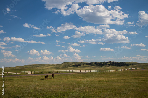 Custer State Park South Dakota Donkeys and Fence in Field