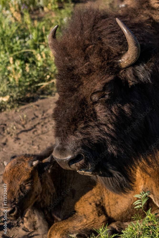 Buffalo and Baby Buffalo Heads and Grass Buffalo and Baby Buffalo Heads and Grass