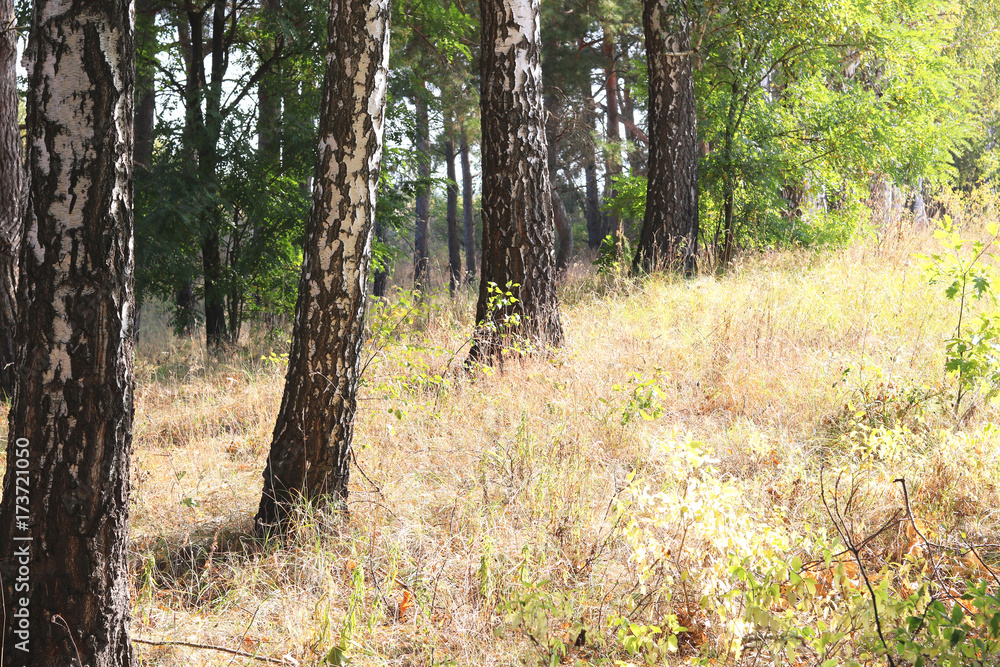 Fototapeta premium Piękne brzozy w lesie wczesną jesienią