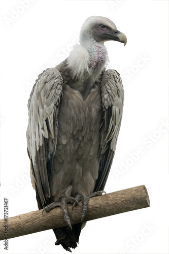 vulture