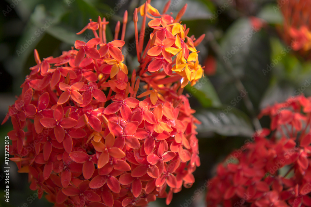 Red flower on a green background. In the tropical garden. Red flower on a green background. In the tropical garden.