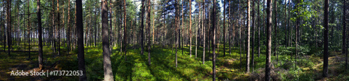 pine forest with flower meadow. background panorama