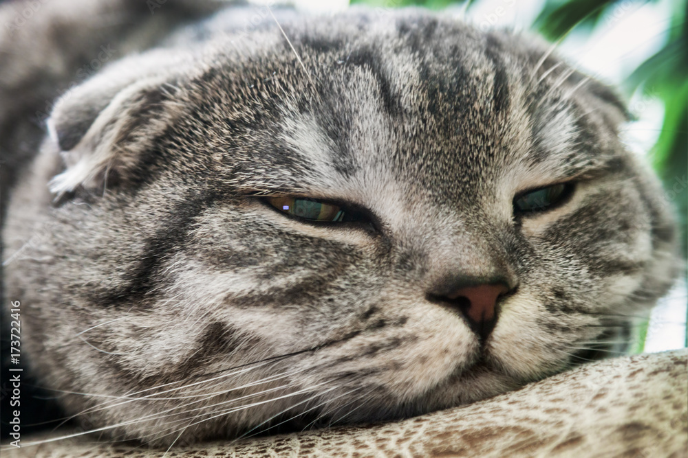 sad look of the Scottish fold cat. portrait sad look of the Scottish fold cat. portrait