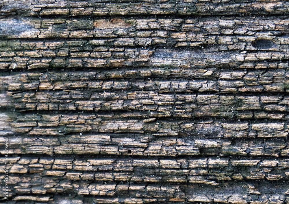 Naklejka Old skin tree bark texture