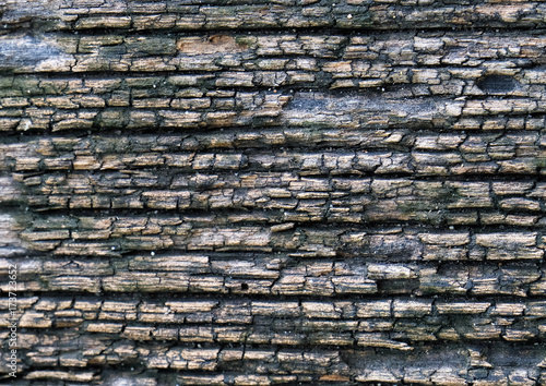 Old skin tree bark texture