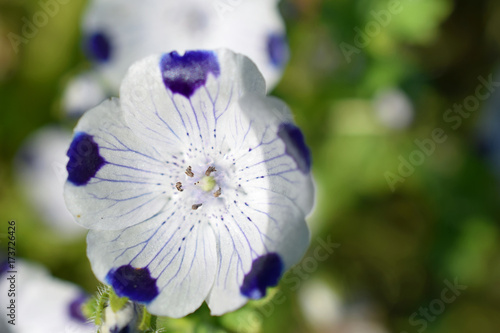 Nemophila maculata, also known as baby blue eyes and fivespot. Bowl-shaped white flowers with purple / blue veins and dots.  photo