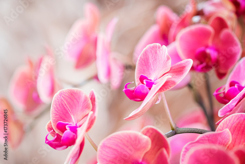 Beautiful pink orchid , Phalaenopsis orchid © praisaeng