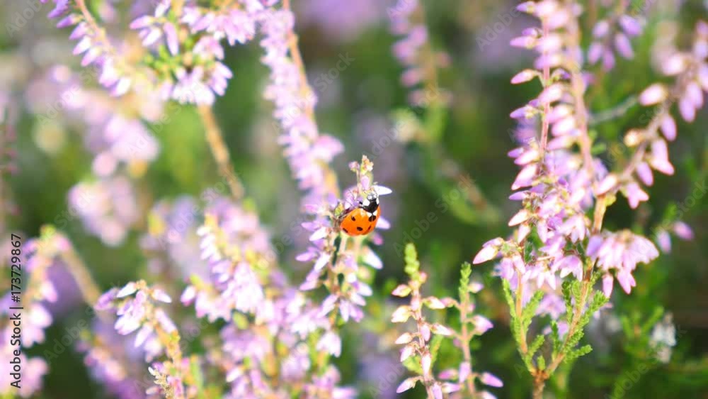 Ladybug in heather flowers - zoom in Ladybug in heather flowers - zoom in
