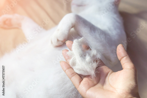 Fototapeta Naklejka Na Ścianę i Meble -  hand holding a pile of cat hair loss with blur white cat sleeping on bed in background ,people with allergy from hair cat and health care concept 