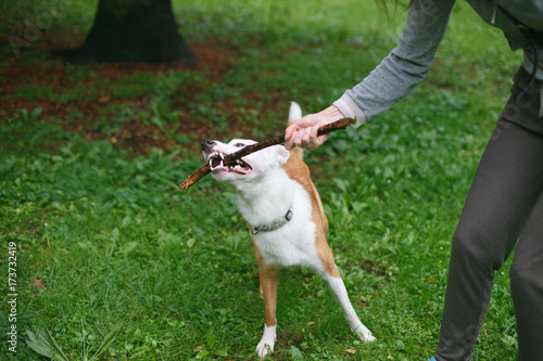 Friendly smart playing with a stick photo