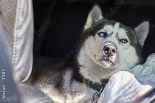 Dreamy view of the dog Siberian husky black and white color with blue eyes. photo