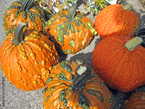 Warty pumpkins for Fall, Thanksgiving and Halloween decorating.