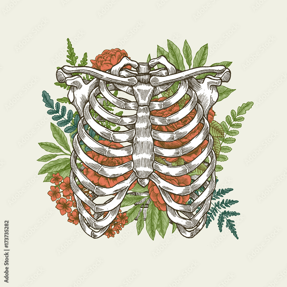 Floral Vintage Rib Cage Illustration Floral Anatomy Vector