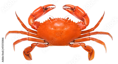 Crab isolated on white background. Serrated mud crab. photo