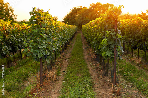 Evening view of the vineyards. Toned at sunset