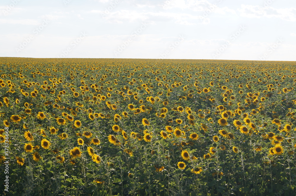 Fototapeta premium flower