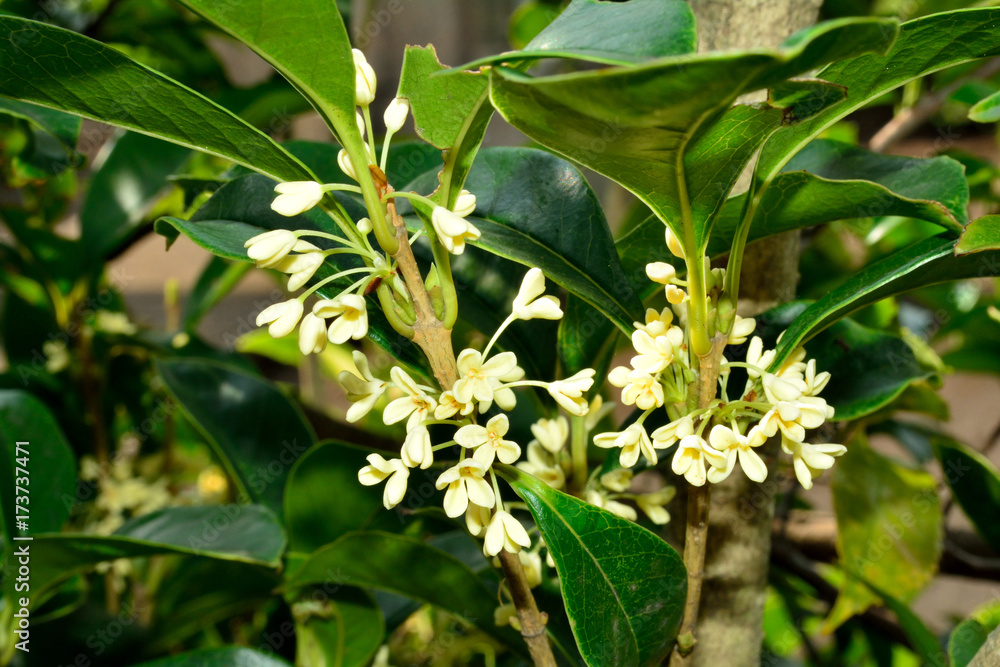 銀木犀 ギンモクセイ の花 Stock Photo Adobe Stock