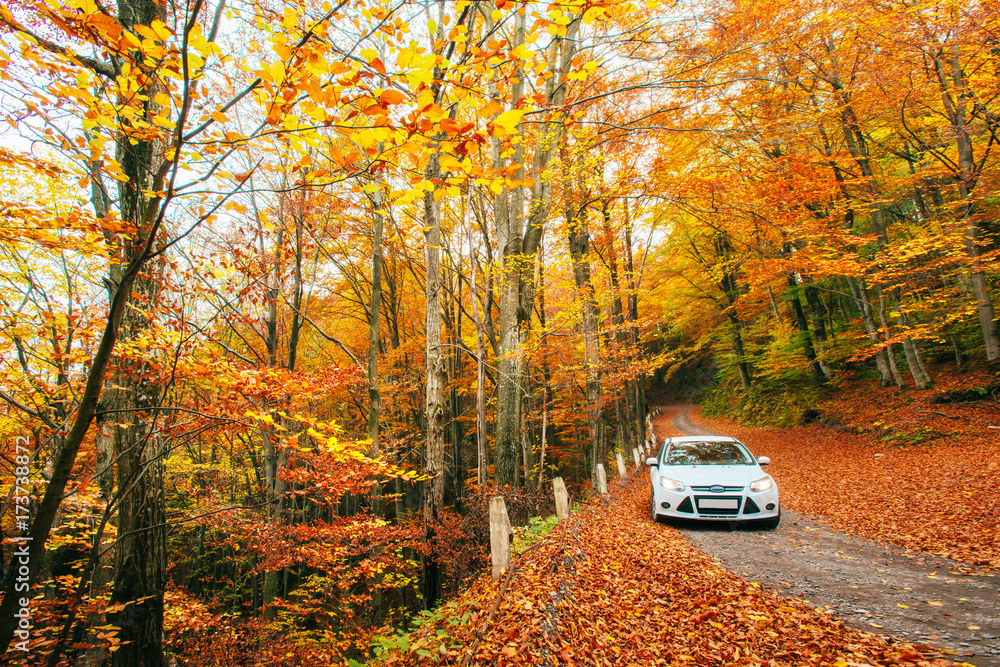 Naklejka premium White car on a forest trail. Golden autumn