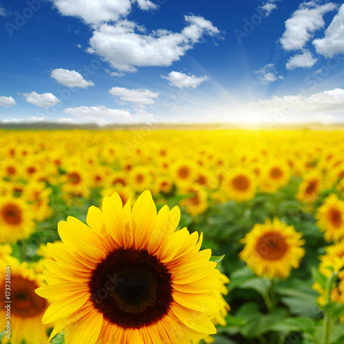  sunflowers and sun