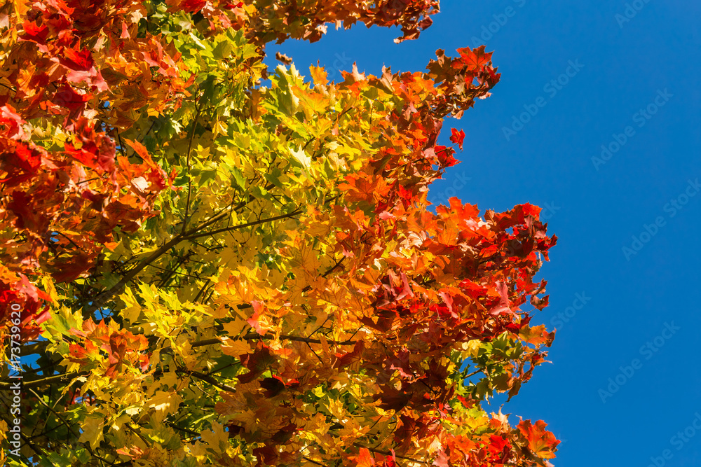 Beautiful, colorful autumn leaves of maple tree in park. Vivid color of a fall trees. Beautiful autumn scenery. Beautiful, colorful autumn leaves of maple tree in park. Vivid color of a fall trees. Beautiful autumn scenery.