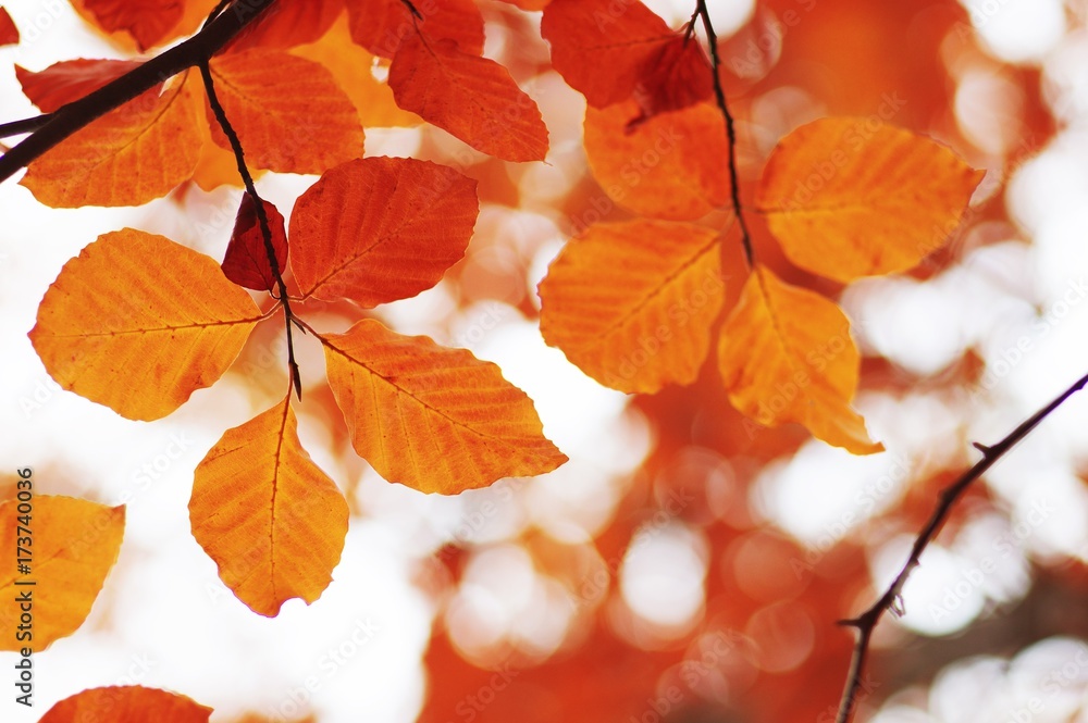 Autumn leaves background. Autumn leaves background.