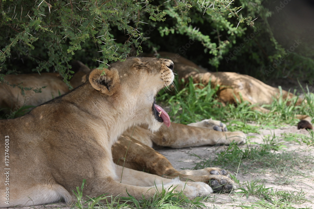 Lion wild dangerous mammal africa savannah Kenya Lion wild dangerous mammal africa savannah Kenya