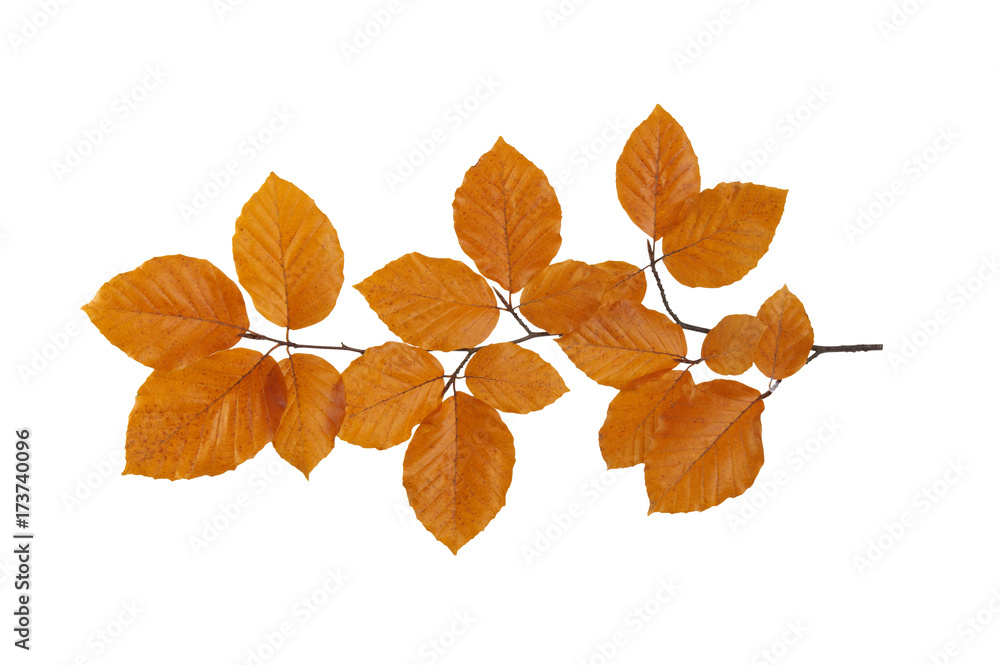autumn leaves isolated on white autumn leaves isolated on white