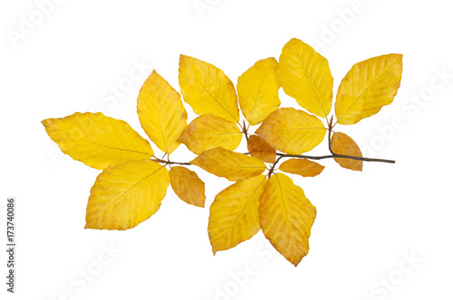  autumn leaves isolated on white