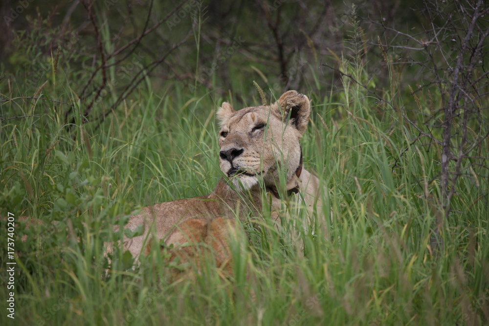 Fototapeta premium Lion wild dangerous mammal africa savannah Kenya