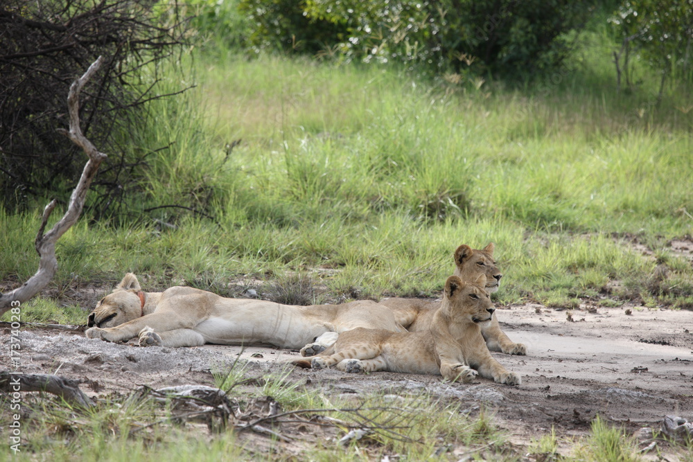 Lion wild dangerous mammal africa savannah Kenya Lion wild dangerous mammal africa savannah Kenya
