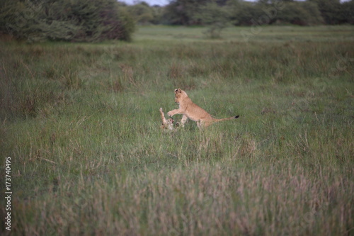 Fototapeta Naklejka Na Ścianę i Meble -  Lion wild dangerous mammal africa savannah Kenya