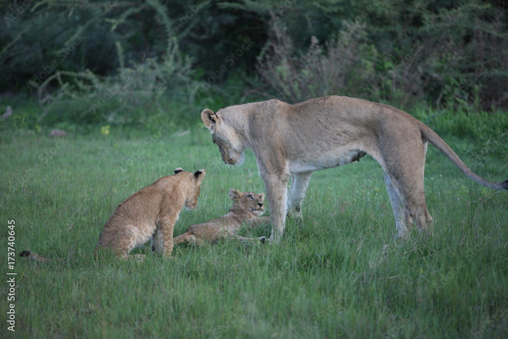Lion wild dangerous mammal africa savannah Kenya Lion wild dangerous mammal africa savannah Kenya